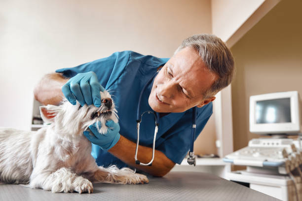 Best Emergency Dental Services for Seniors in Skippers Corner, NC